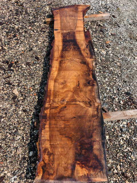 Noyer de Virginie - V6-1