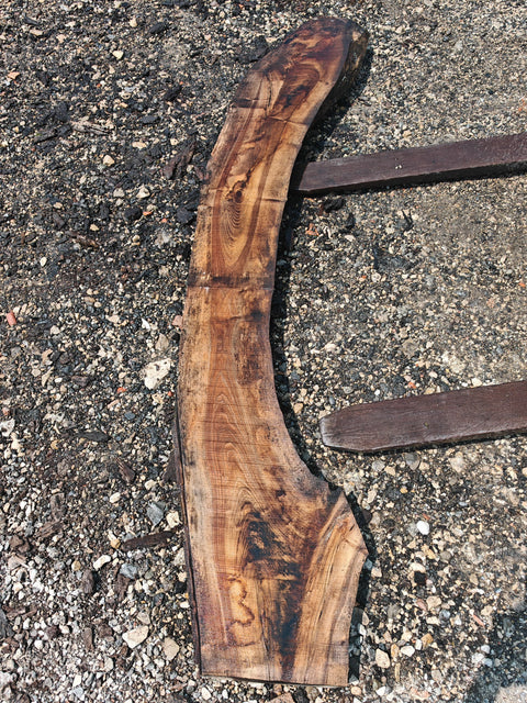 Noyer de Virginie - V11-3