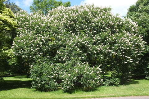 Marronnier_-_Aesculus_Californica - Mon plateau de bois