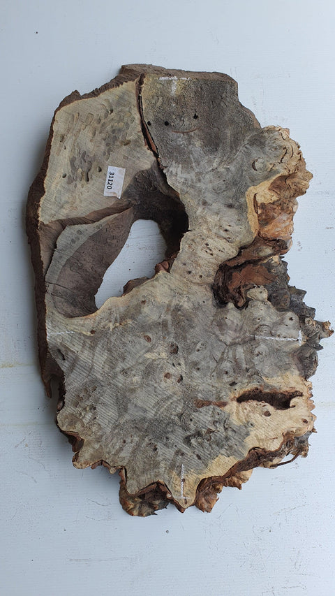 Loupe de Marronier / Buck Eye Burl 31120 - Mon plateau de bois