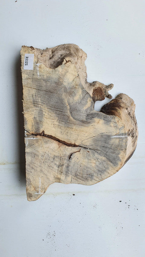 Loupe de Marronier / Buck Eye Burl 31121 - Mon plateau de bois