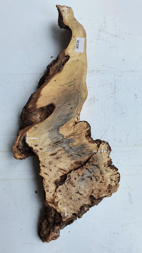 Loupe de Marronier / Buck Eye Burl 31124 - Mon plateau de bois