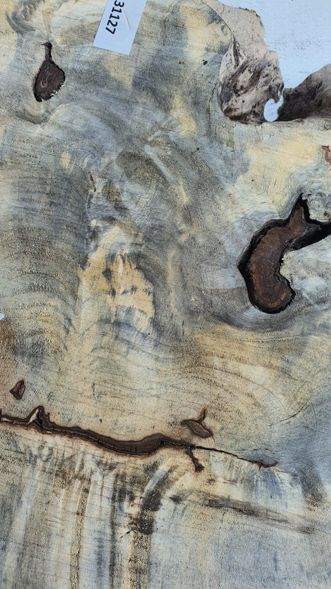 Loupe de Marronier / Buck Eye Burl 31127 - Mon plateau de bois