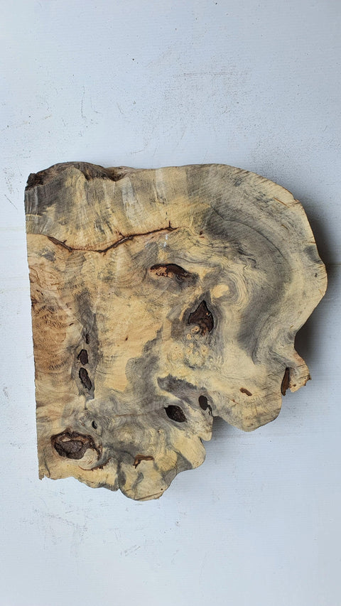 Loupe de Marronier / Buck Eye Burl 31127 - Mon plateau de bois