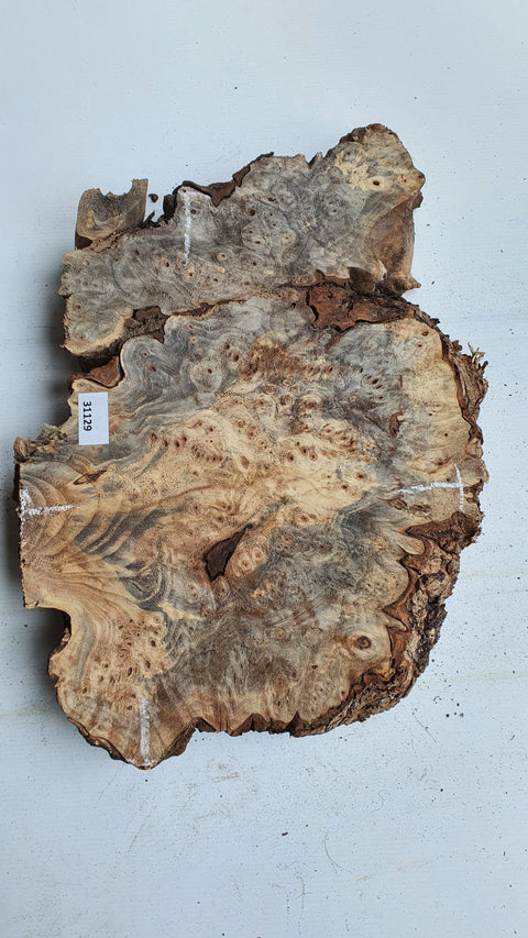 Loupe de Marronier / Buck Eye Burl 31129 - Mon plateau de bois