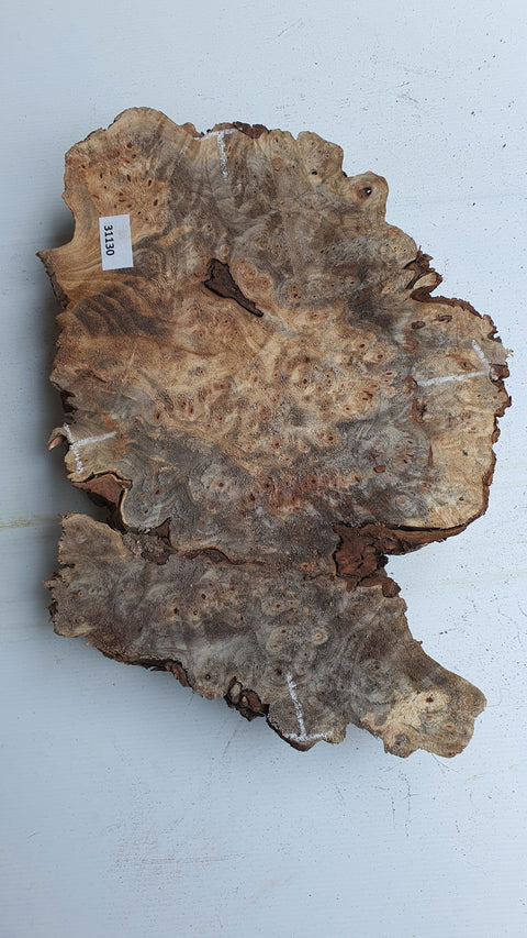 Loupe de Marronier / Buck Eye Burl 31130 - Mon plateau de bois