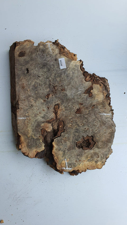 Loupe de Marronier / Buck Eye Burl 31132 - Mon plateau de bois