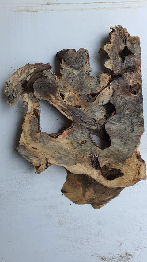 Loupe de Marronier / Buck Eye Burl 31133 - Mon plateau de bois