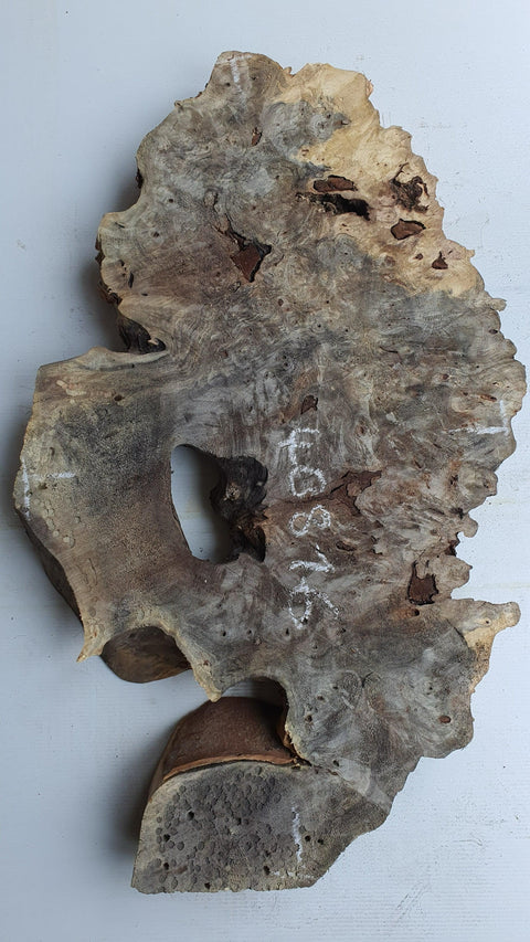 Loupe de Marronier / Buck Eye Burl 40816 - Mon plateau de bois