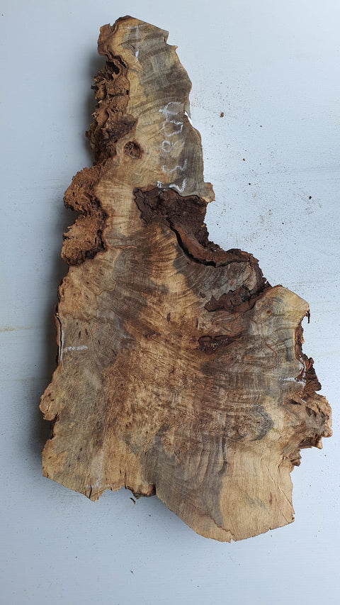 Loupe de Marronier / Buck Eye Burl 40833 - Mon plateau de bois