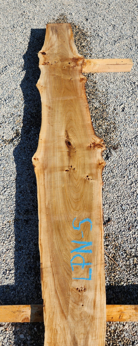 Loupe de Peuplier Noir - LPN 5 - Mon plateau de bois