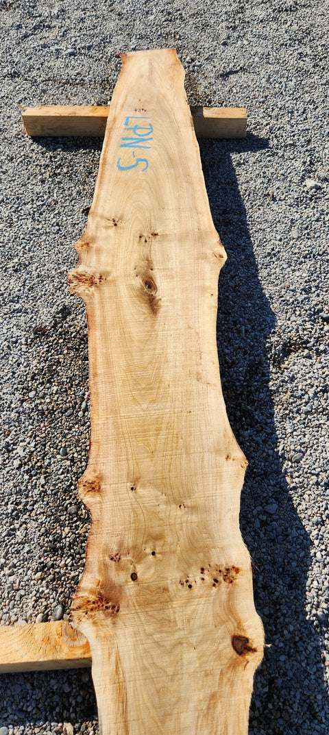 Loupe de Peuplier Noir - LPN 5 - Mon plateau de bois