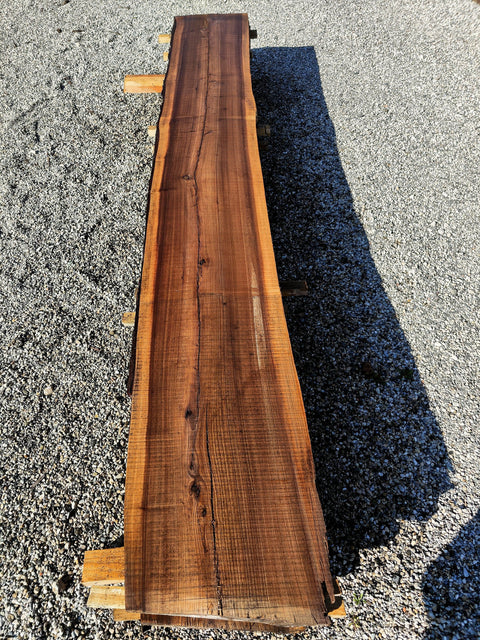 Orme - OC 1-3 - Mon plateau de bois