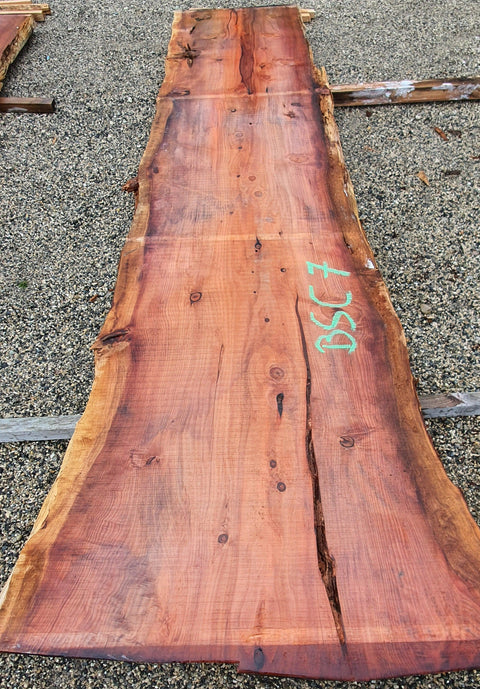Séquoia de Californie - BSC 7 - Mon plateau de bois