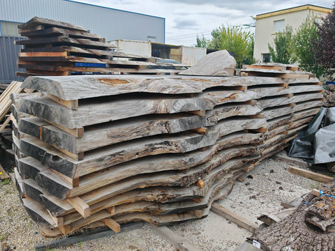 Plot de Chêne d'Amérique