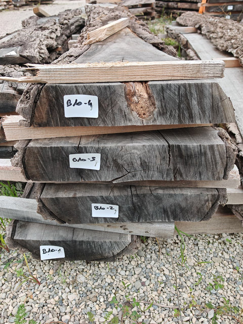 PLOT - B10 - Noyer américain Bastogne - 4 plateaux