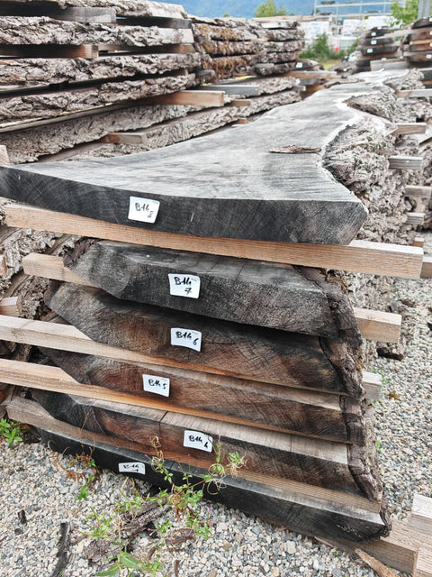 PLOT - B14 - Noyer américain Bastogne - 6 plateaux