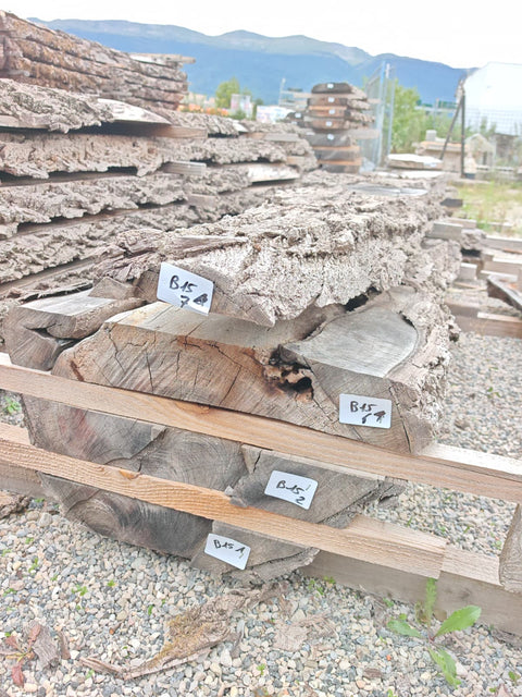 PLOT - B15 - Noyer américain Bastogne - 4 plateaux