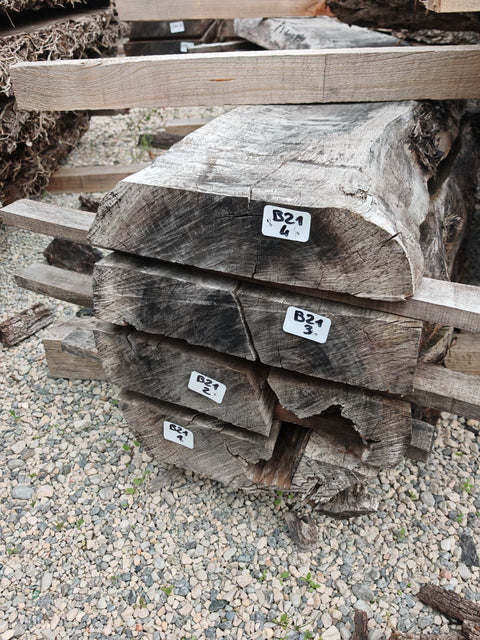 PLOT - B21 - Noyer américain Bastogne - 4 plateaux