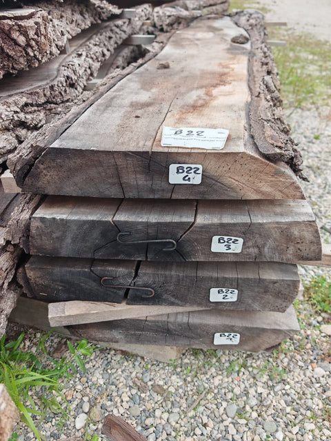 PLOT - B22 - Noyer américain Bastogne - 4 plateaux