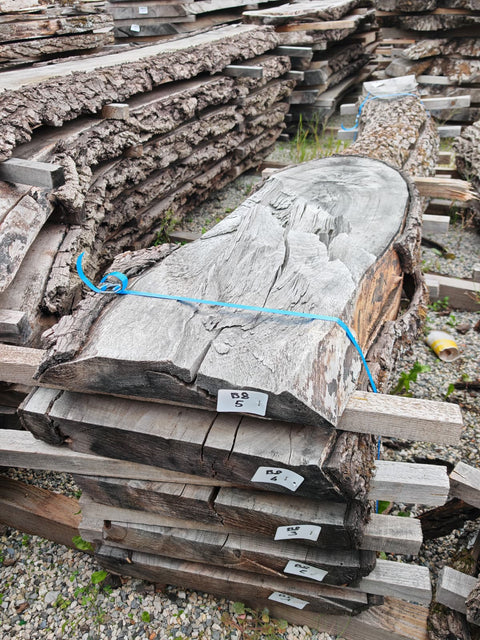 PLOT - B8 - Noyer américain Bastogne - 5 plateaux