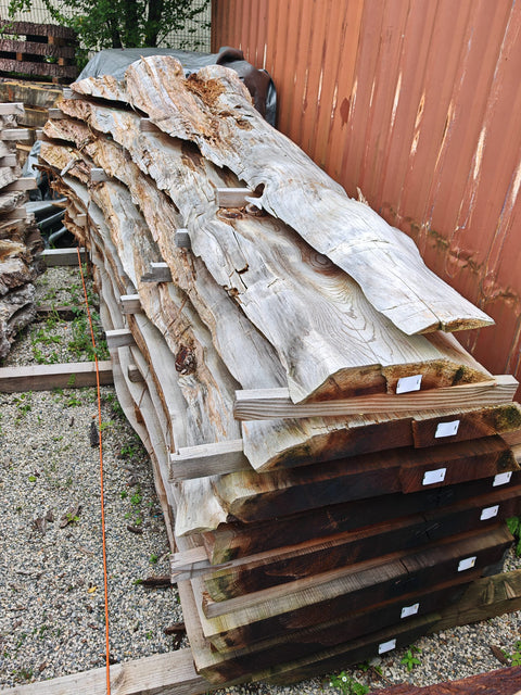 PLOT - BSCA - Séquoia de Californie - 8 plateaux