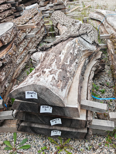 PLOT - BWC6 - Noyer noir américain - 4 plateaux