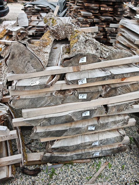 PLOT - ELS5 - Orme du Japon - 7 plateaux