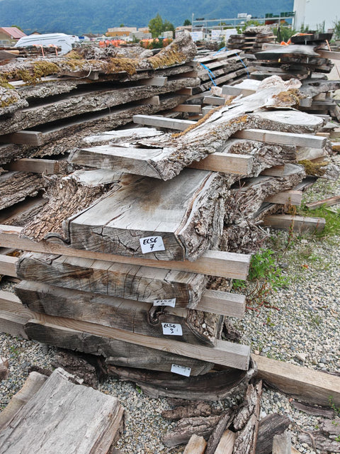 PLOT - ELS6 - Orme du Japon - 4 plateaux