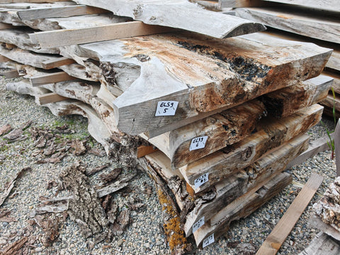 PLOT - ELS9 - Loupe d'orme de Sibérie - 5 plateaux