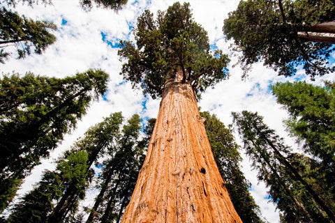 Essence-bois-Sequoia-Californie - Mon plateau de bois