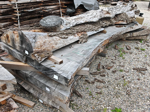 PLOT - FFNC - Frêne noir du Canada - 4 plateaux