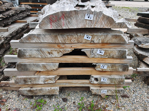 PLOT - P1 - Loupe de Peuplier Noir - 6 plateaux