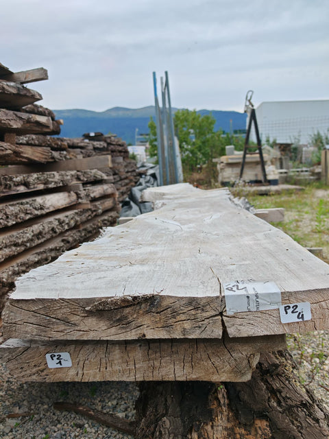 PLOT - P2 - Loupe de Peuplier Noir - 2 plateaux