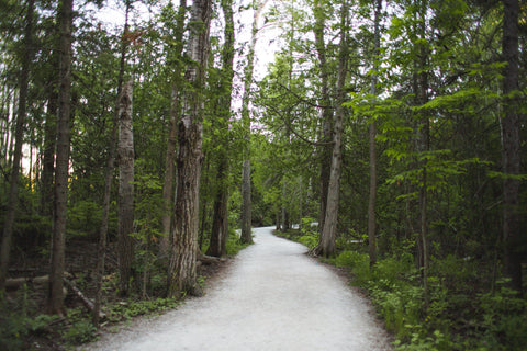 forest-path - Mon plateau de bois