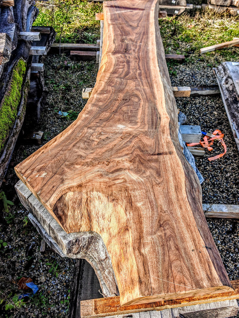 Noyer américain Claro - C1-4