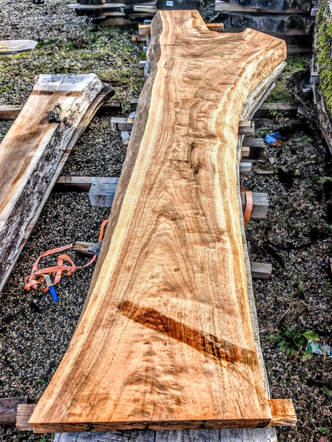 Noyer américain Claro - C1-4