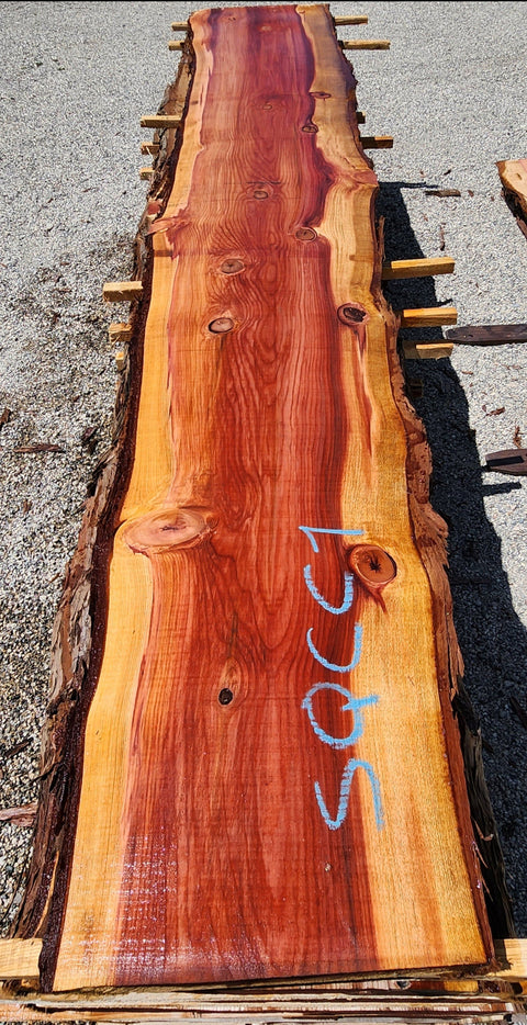 Séquioa de Californie - SQCC 1 - Mon plateau de bois