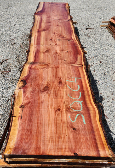 Séquioa de Californie - SQCC 4 - Mon plateau de bois
