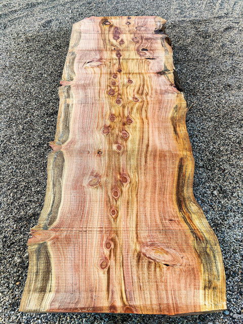 Séquoia de Californie Albinos - RSSCPF 5 - Mon plateau de bois