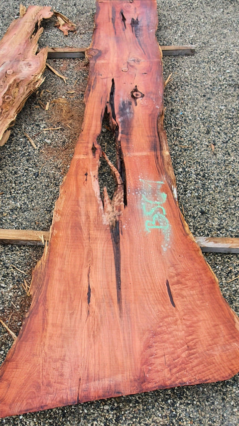 Séquoia de Californie - BSC 1 - Mon plateau de bois