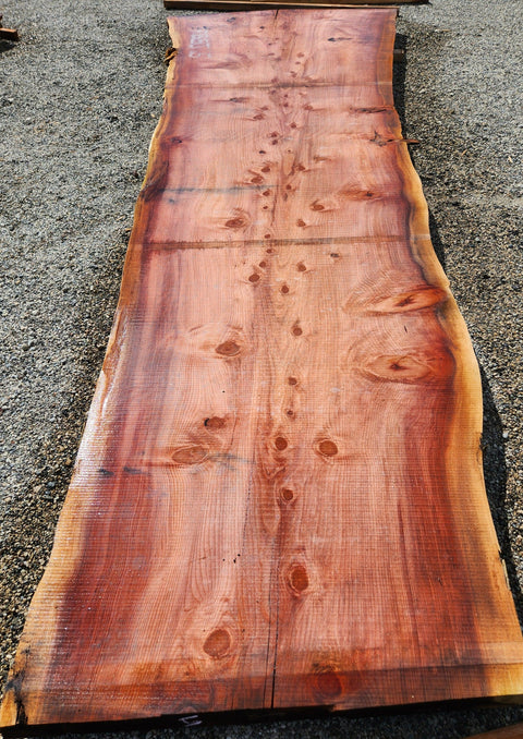Séquoia de Californie - FBSJ 5 - Mon plateau de bois