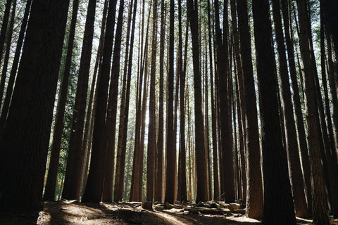 sunlight-shining-through-trees-in-a-forest - Mon plateau de bois