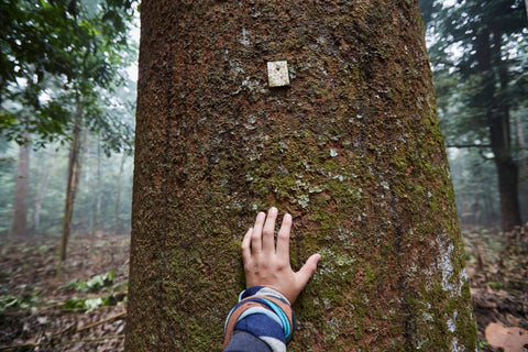 tagged-tree - Mon plateau de bois