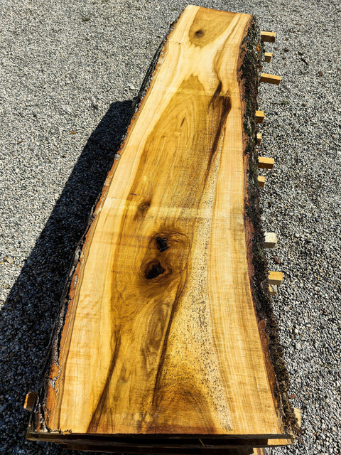 Tulipier de Virginie - TV 1-6