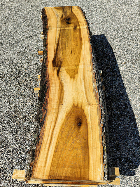 Tulipier de Virginie - TV 1-6